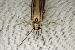 Hednota relatalis