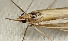 Hednota relatalis