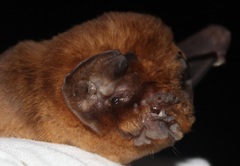 Mormoops blainvillei