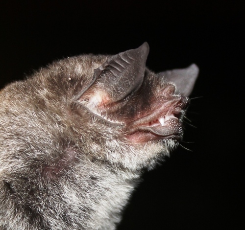 Hispaniolan Mustached Bat (Pteronotus pusillus) — Data Deficient Mammalia