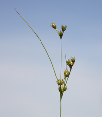 Juncus dudleyi