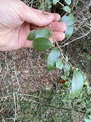 Cleistanthus cunninghamii