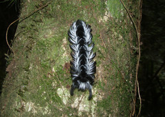 Apatelodidae
