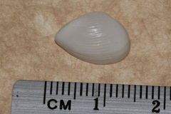 Leptomya psittacus