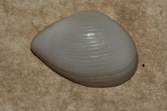 Leptomya psittacus