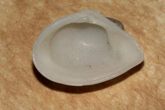 Leptomya psittacus