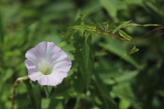 Calystegia sepium roseata
