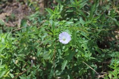 Calystegia sepium roseata