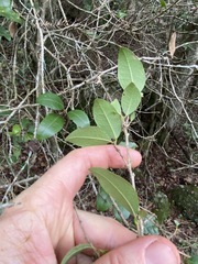 Cleistanthus cunninghamii