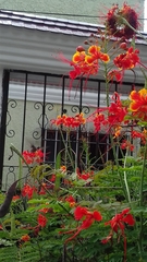 Caesalpinia pulcherrima