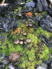Lyophyllum anthracophilum