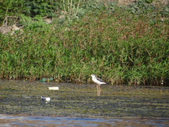 Himantopus himantopus