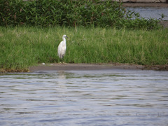 Egretta garzetta