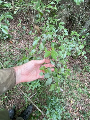 Image of Dotted Myrtle (Gossia punctata) by (c) Greg Tasney, some rights reserved (CC BY-SA)