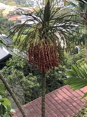 Dypsis lutescens