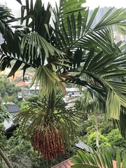 Dypsis lutescens