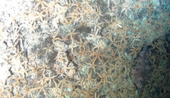 Microstomus bathybius