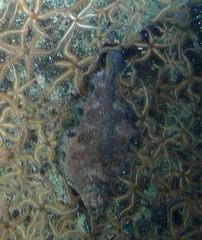 Microstomus bathybius