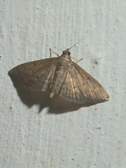 Herpetogramma phaeopteralis