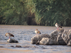 Alopochen aegyptiaca