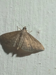 Herpetogramma phaeopteralis