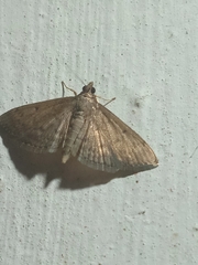 Herpetogramma phaeopteralis