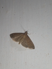 Herpetogramma phaeopteralis