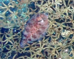 Microstomus bathybius