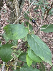 Alangium polyosmoides