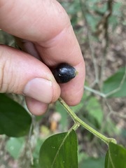 Alangium polyosmoides