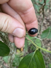 Alangium polyosmoides