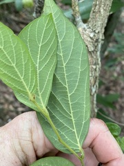 Alangium polyosmoides