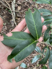 Siphonodon australis