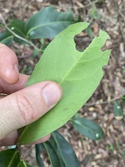 Siphonodon australis