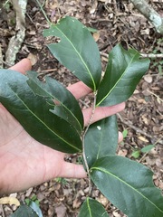 Siphonodon australis