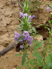 Dracocephalum olchonense