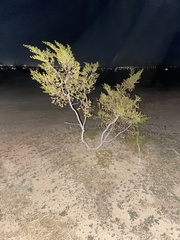 Magnoliopsida