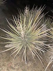 Yucca schidigera