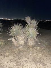 Yucca schidigera