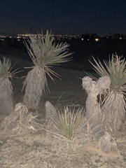 Yucca schidigera