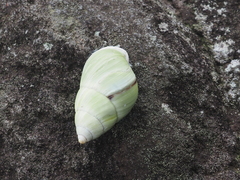Amphidromus palaceus