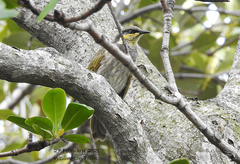 Gavicalis fasciogularis
