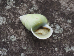 Amphidromus palaceus
