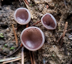 Geoscypha violacea