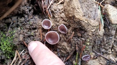 Geoscypha violacea