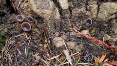 Geoscypha violacea
