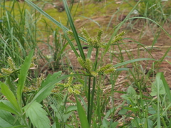 Cyperus cyperoides