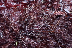 Odonthalia floccosa