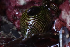 Calliostoma