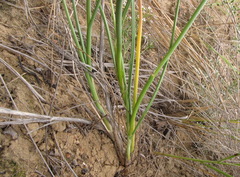 Allium leucocephalum